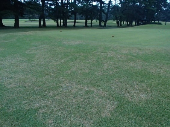 Zoysia suy giảm ở Noshiba