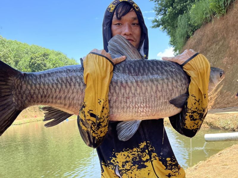 Cá trắm tại hồ dịch vụ được nhiều người săn đón