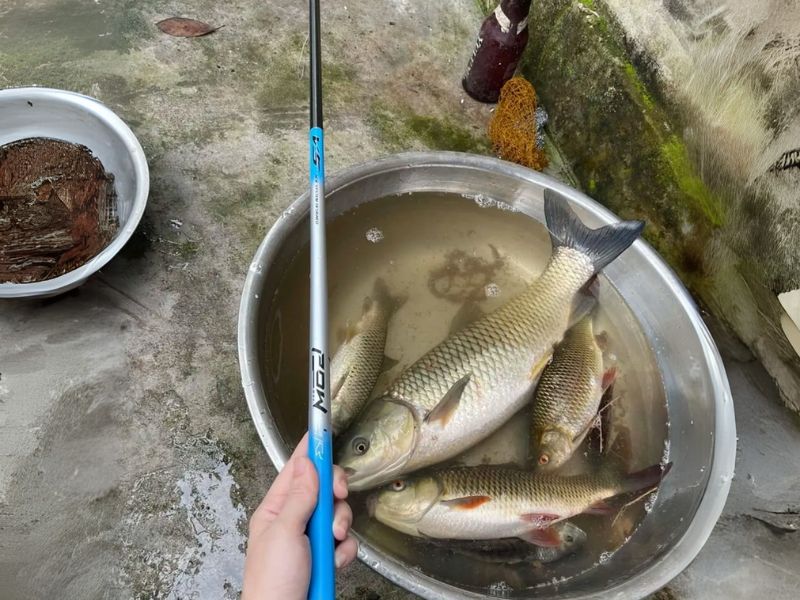 Cần câu đài phù hợp với câu cá nước ngọt