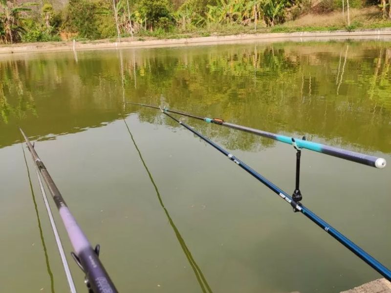 Câu cá giải trí tại hồ dịch vụ