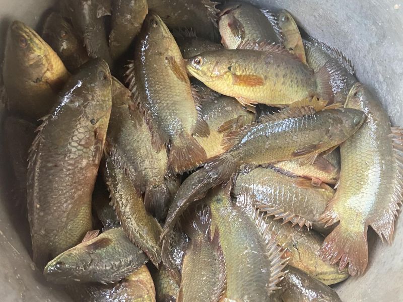 Câu cá rô đồng dựa theo tập tính ăn mồi