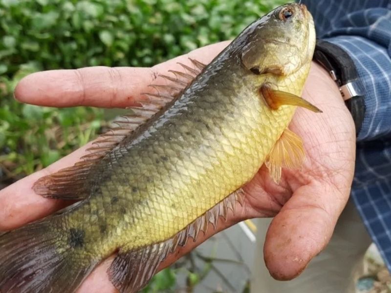 Câu cá rô dựa theo điều kiện thời tiết và thời điểm phù hợp