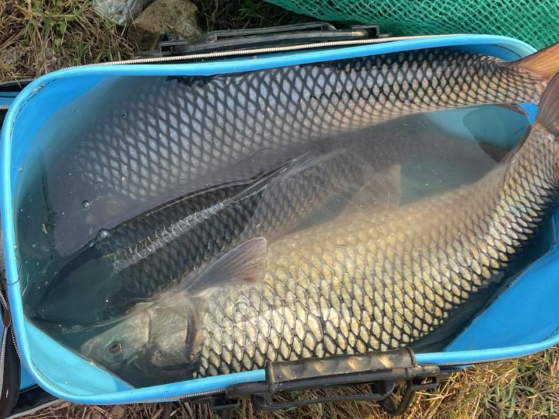 Hồ câu cá tự nhiên với cá chép có kích thước lớn