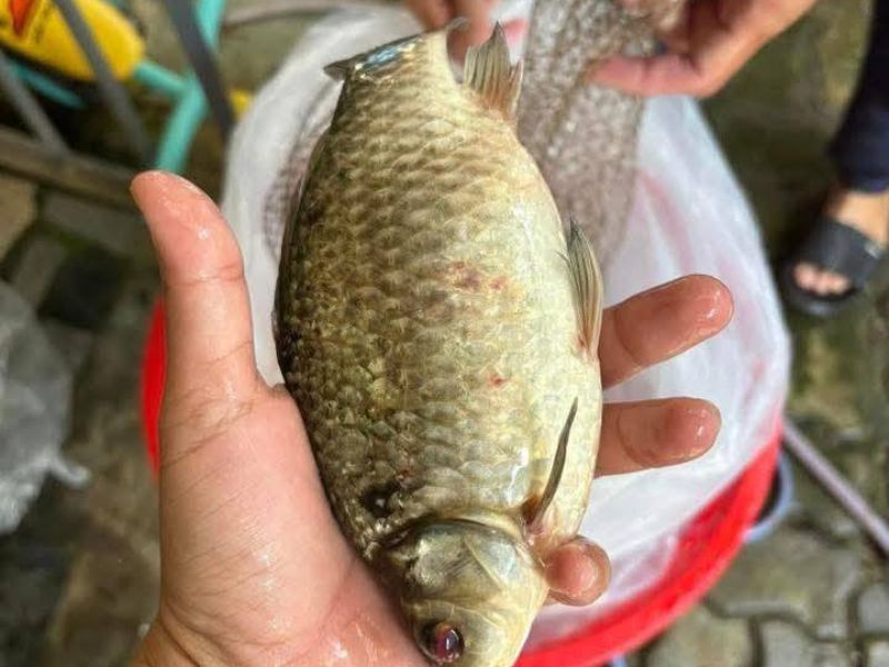 Cá diếc tại các điểm hồ tự nhiên rất hay được bắt gặp