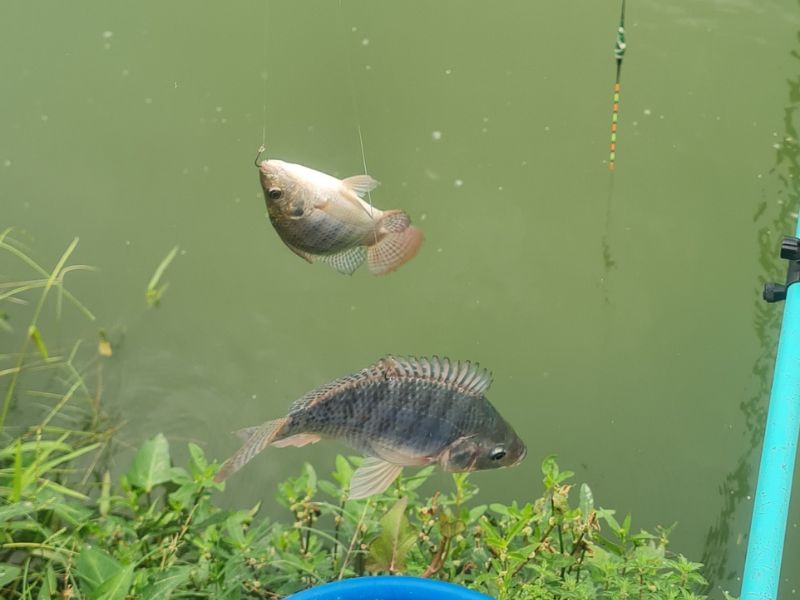 Cá rô phi tại hồ câu cá tự nhiên vô cùng phổ biến
