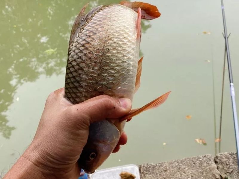 Kinh nghiệm thực tế khi đi câu cá giải trí