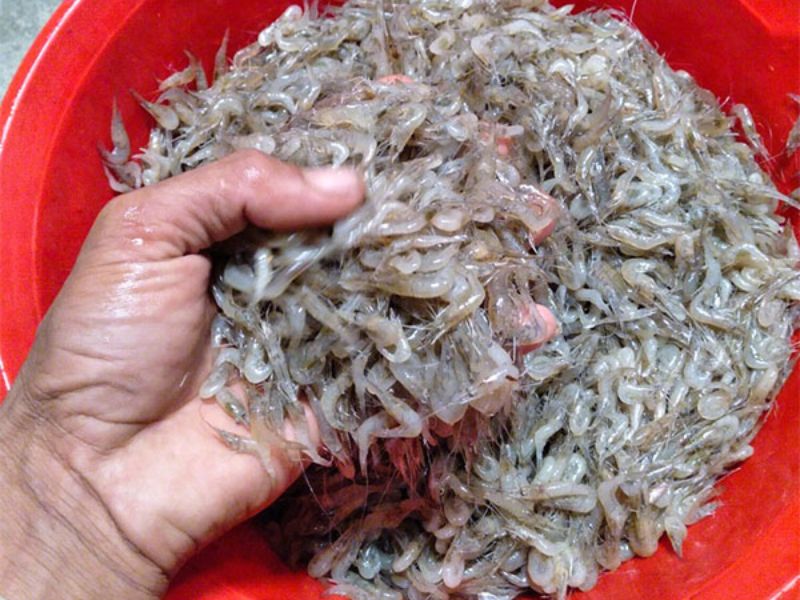 Mồi câu cá tự nhiên bằng tép