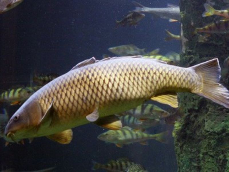 Môi trường sống của cá chép