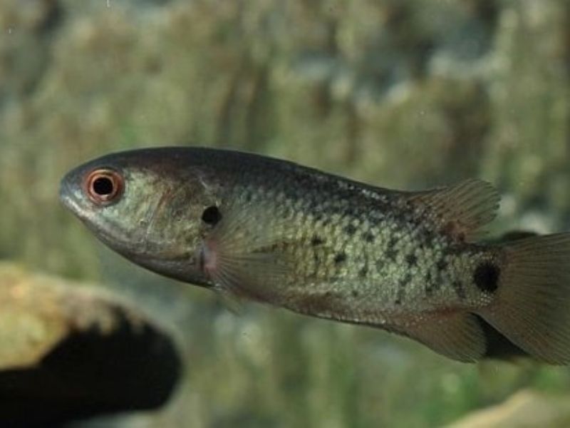 Mùa nên câu rô đồng hiệu quả cao