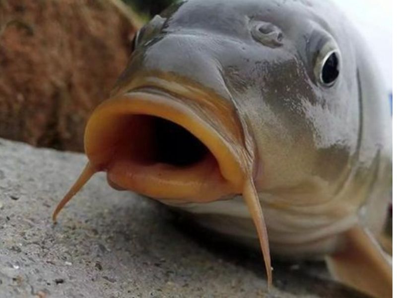 Câu cá chép dựa vào tập tính ăn uống