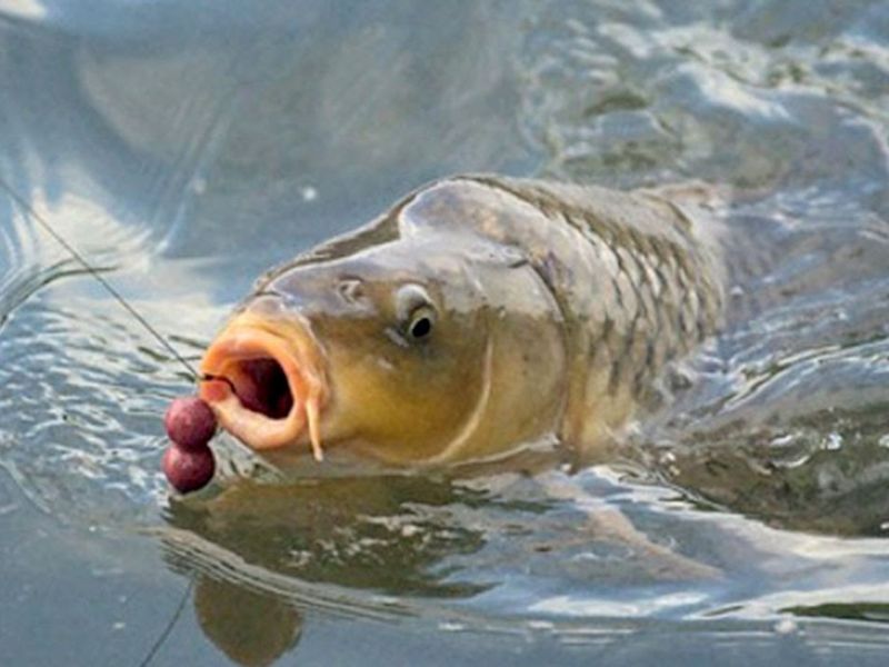 Thời gian cá chép đi kiếm ăn hoạt động mạnh