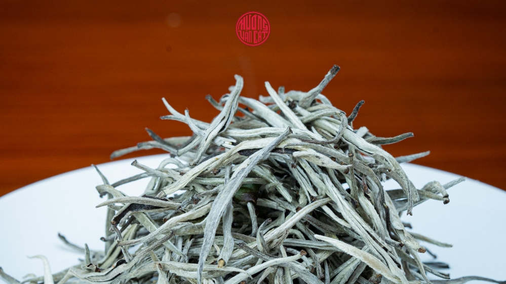 bạch trà shan tuyết cổ thụ