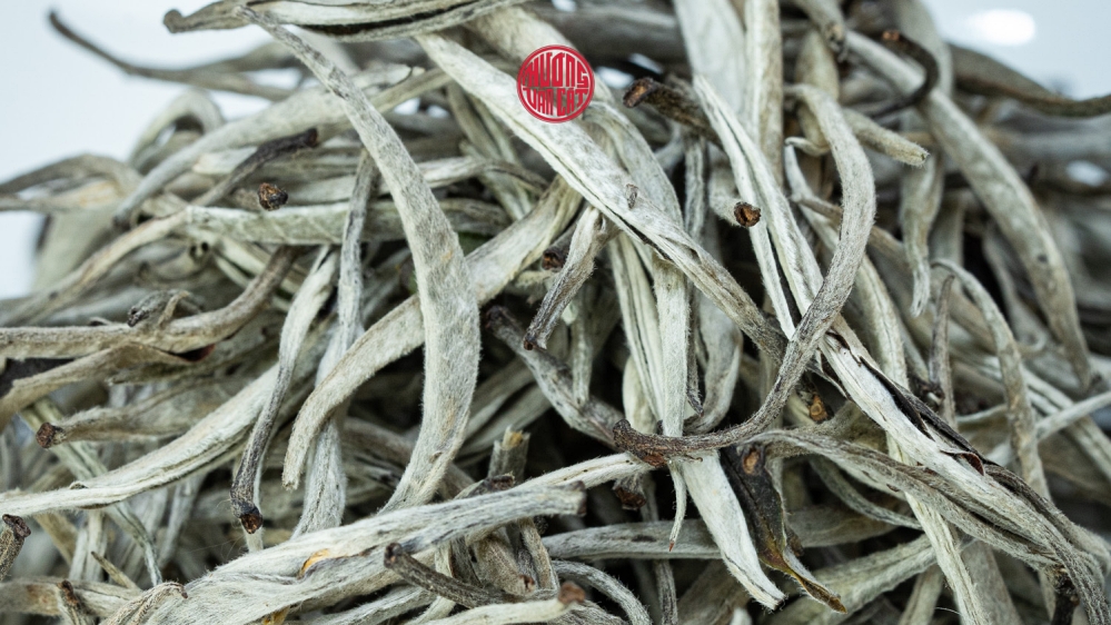 bạch trà shan tuyết cổ thụ