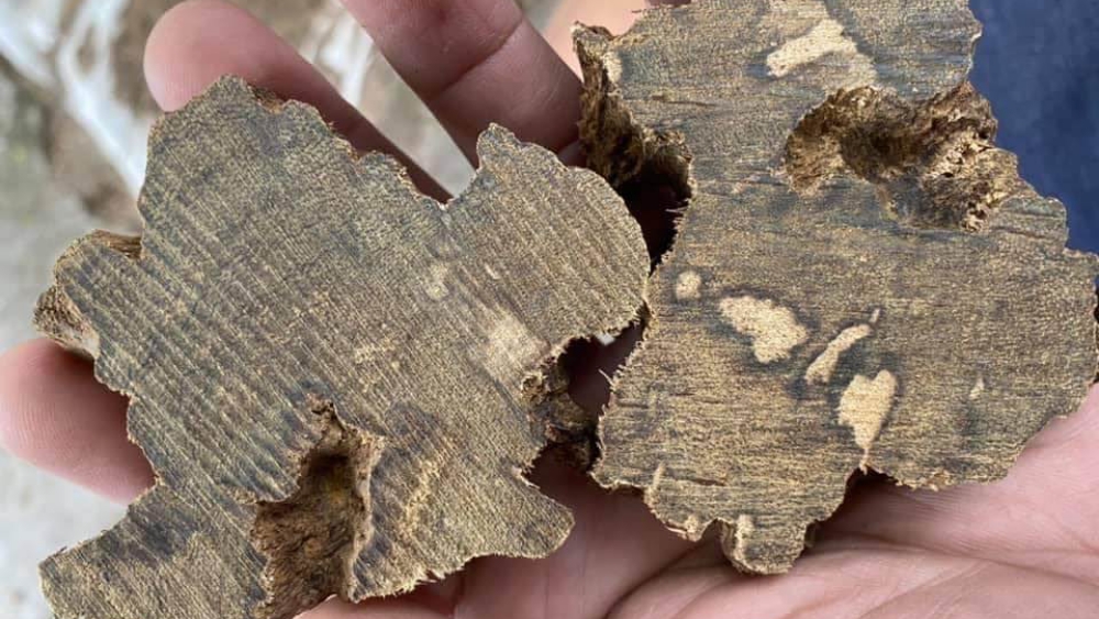 phôi trầm banh bông