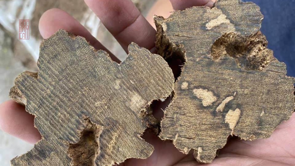 LÁT CẮT PHÔI TRẦM BÔNG