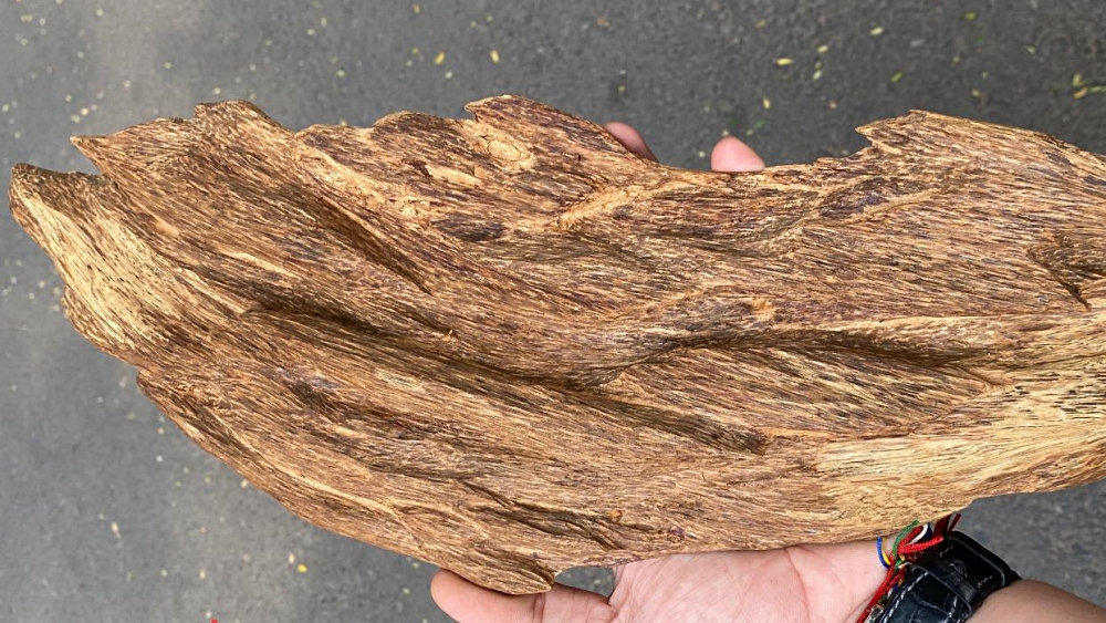 phôi trầm terengganu hiếm