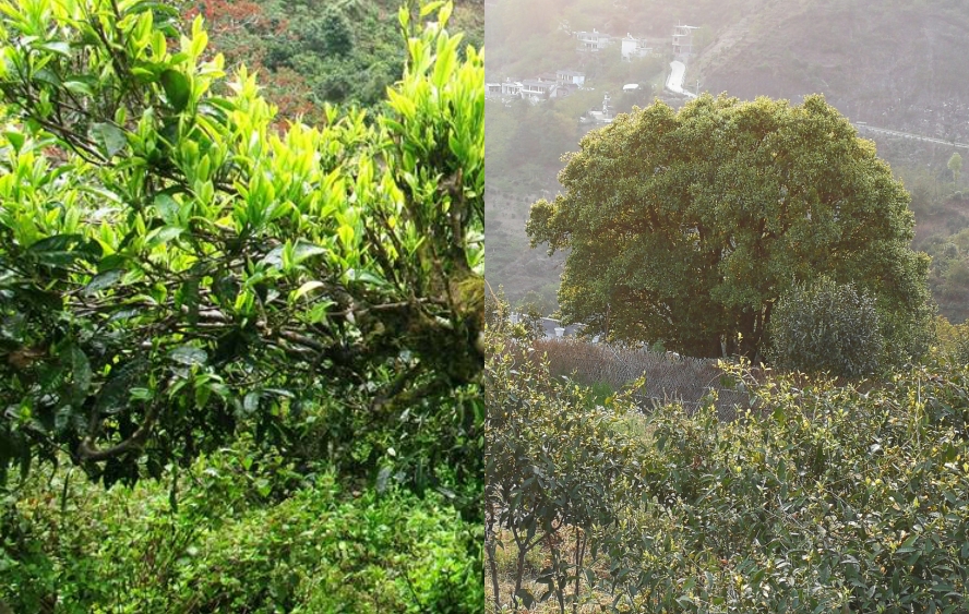 trà cổ thụ Vân Nam- làng Mạnh Hải