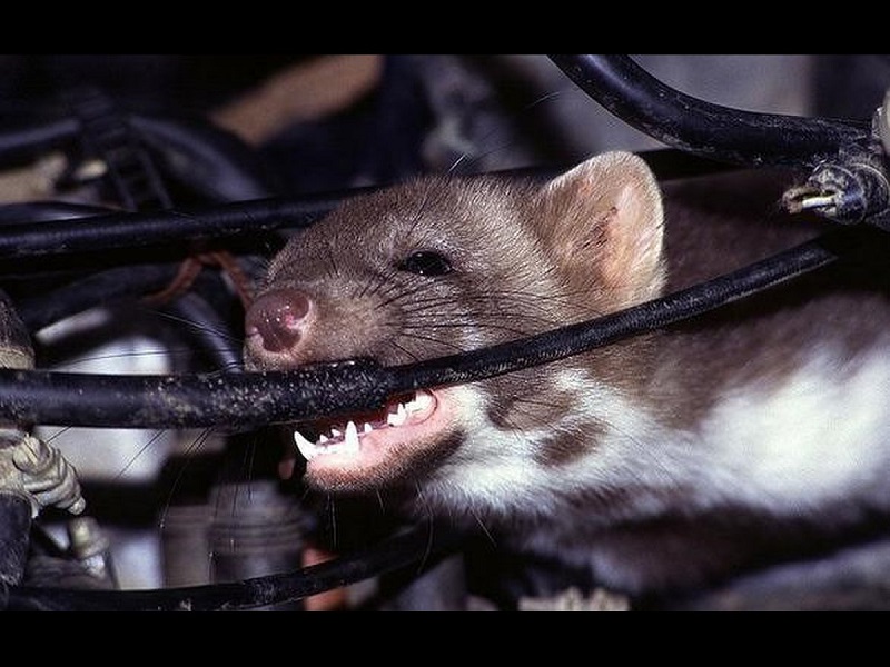 Chuột chui vào xe nâng gây tác hại lớn