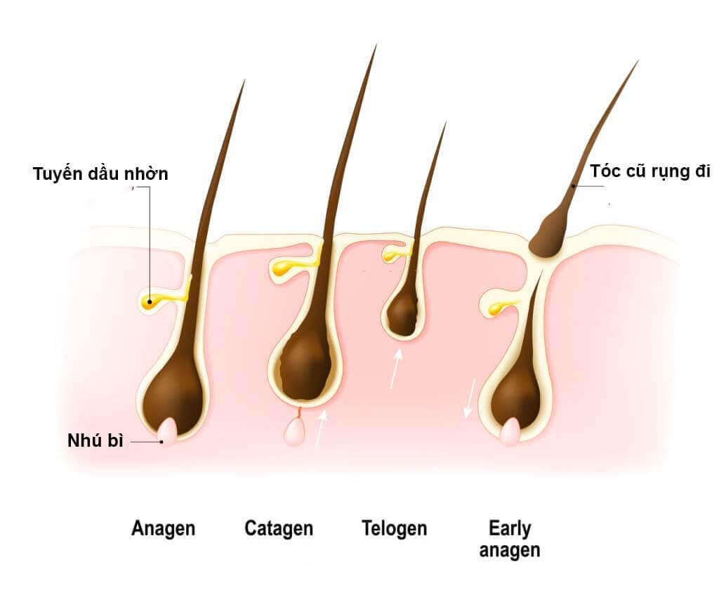 Giai đoạn thoái hóa