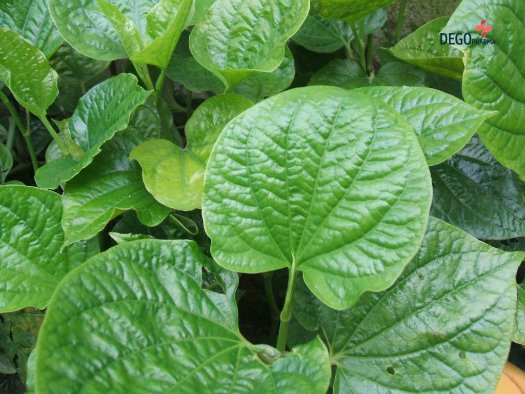 trị vảy nến da đầu bằng lá trầu không