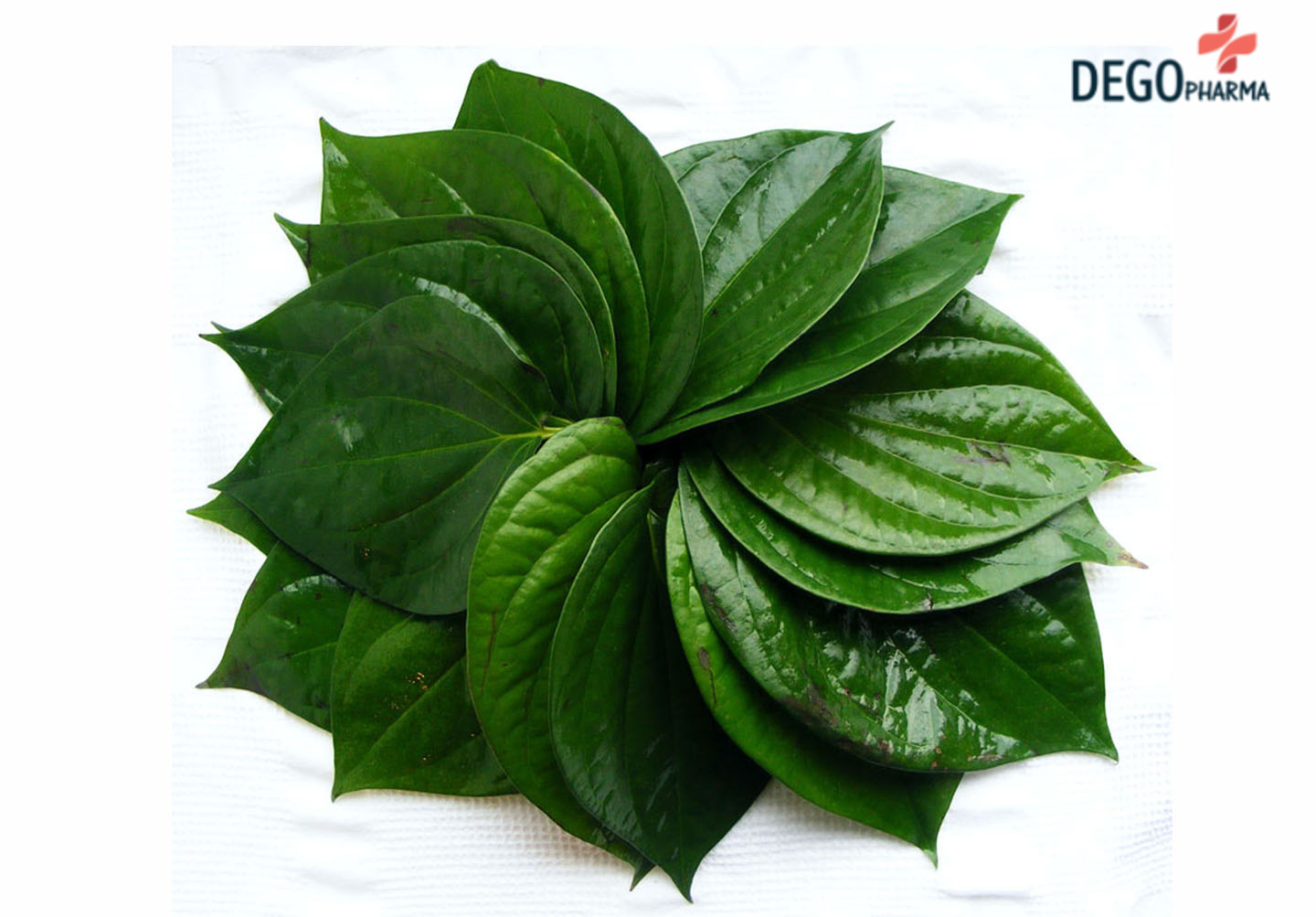 trị vảy nến da đầu bằng lá trầu không