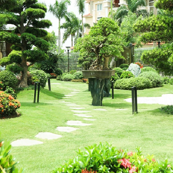 Cây xanh cảnh quan sân vườn