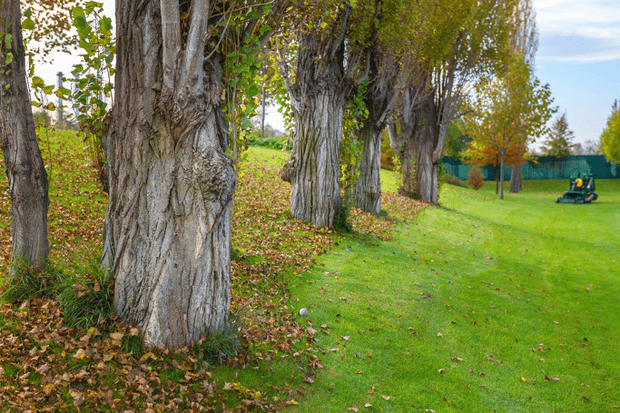 Hướng mục tiêu bị cây che khuất