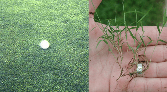 Creeping Bentgrass