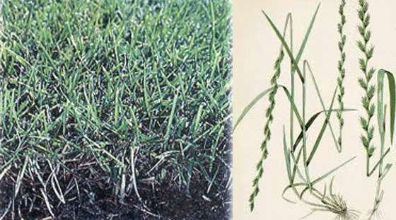 Perennial ryegrass