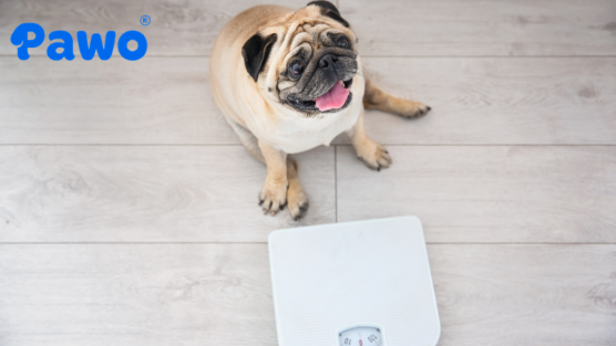 Thừa cân, béo phì ảnh hưởng nghiêm trọng đến hô hấp và xương khớp của chó Pug