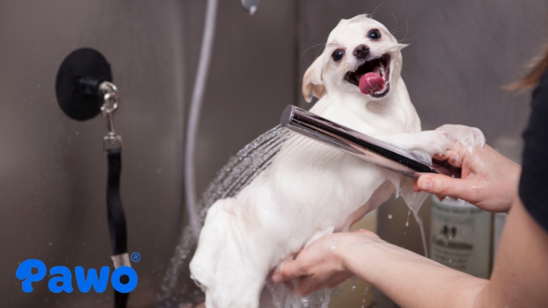 Tắm gội cho thú cưng đúng cách là các bước quan trọng trong spa tại nhà