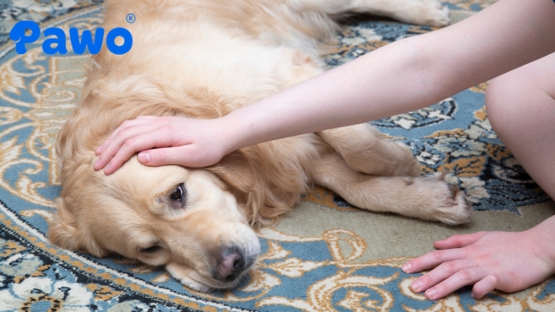 Thú cưng bị sốc nhiệt thường có dấu hiệu thở nhanh và chảy nhiều nước dãi