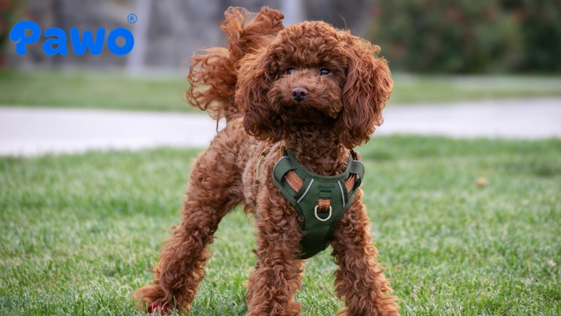 Poodle có một quá trình thay lớp lông tơ một cách hoàn toàn tự nhiên