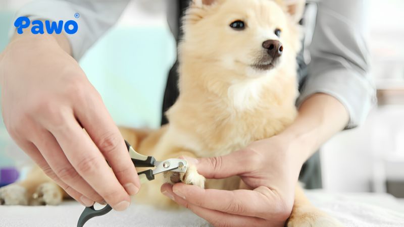 Cắt móng định kỳ là một yêu cầu quan trọng đối với sức khỏe của thú cưng