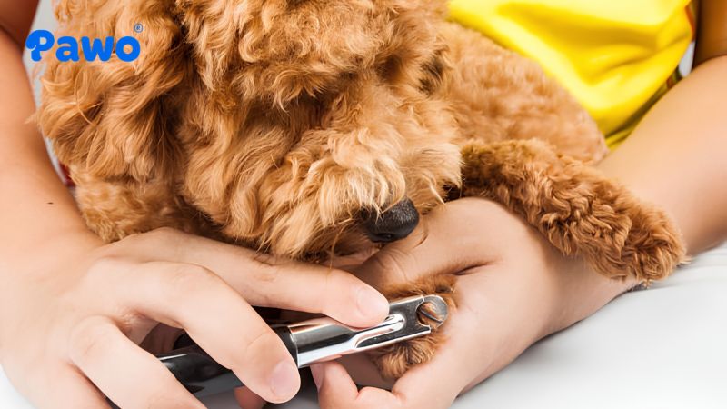 Cắt móng cho thú cưng tại nhà giúp tiết kiệm chi phí và tăng cường sự gắn kết với thú cưng