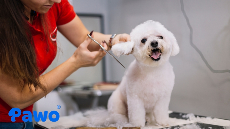 Kéo thẳng dùng để cắt tỉa các đường thẳng trên thân, chân chó