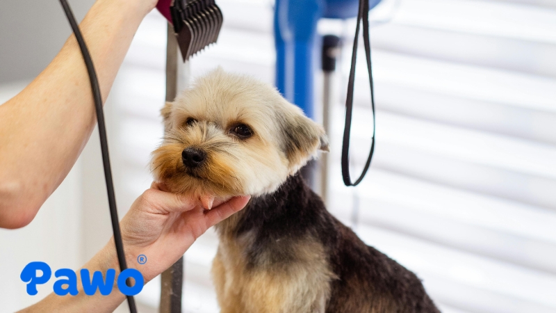 Tông đơ là dụng cụ thiết yếu cho việc tỉa lông chó