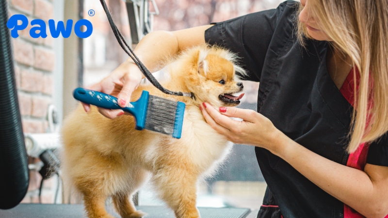 Bạn cần chải lông cho thú cưng đúng cách