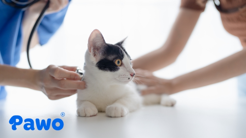 Mèo con khi mới chào đời cần kiểm tra sức khoẻ thường xuyên