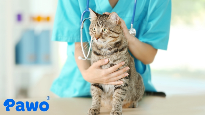 Chi phí ý tế luôn phải dự phòng để khi mèo cần điều trị thì chúng ta không bị động