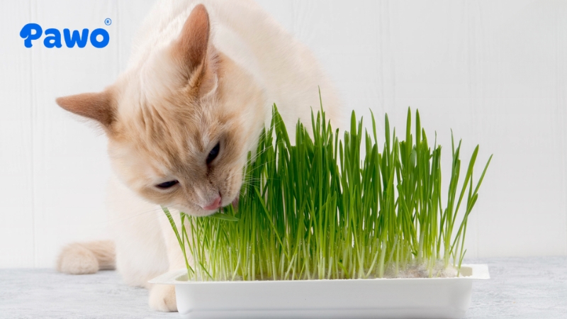 Cỏ Mèo (Cat Grass) là thực phẩm bổ sung chất xơ