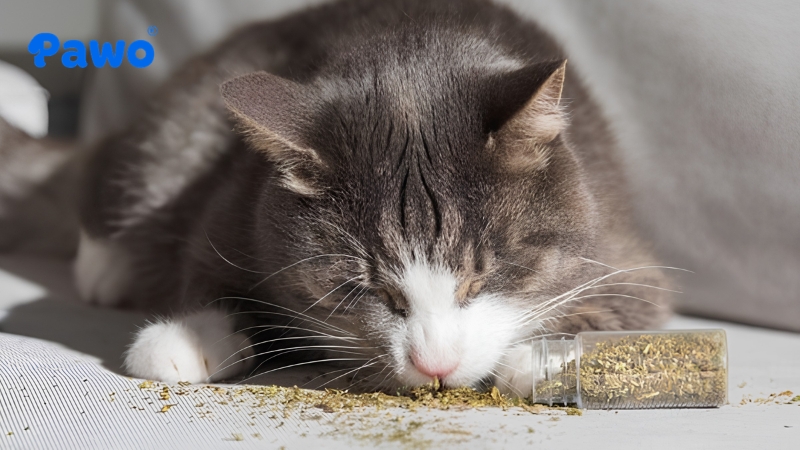 Cỏ Bạc Hà Mèo (Catnip) là chất kích thích hành vi