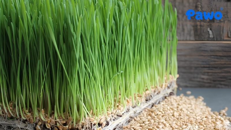 Cỏ Lúa Mạch (Wheatgrass) cho mèo