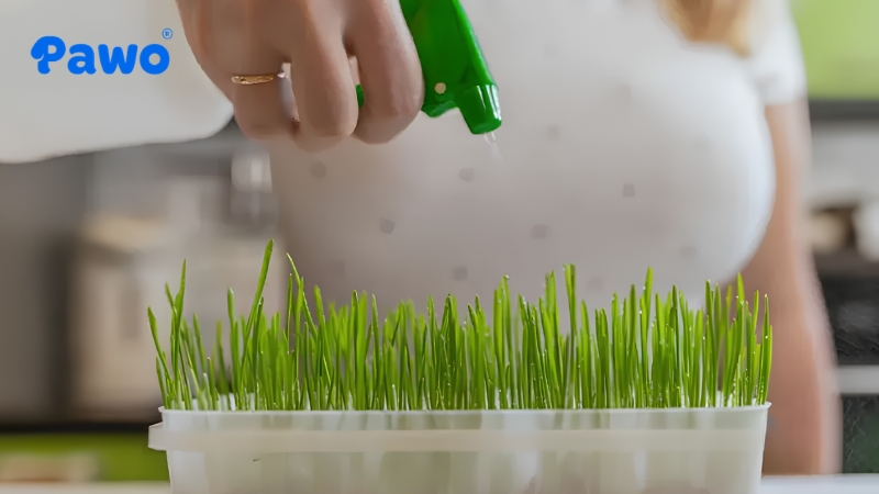 Bạn có thể tự trồng cỏ cho mèo ngay tại nhà
