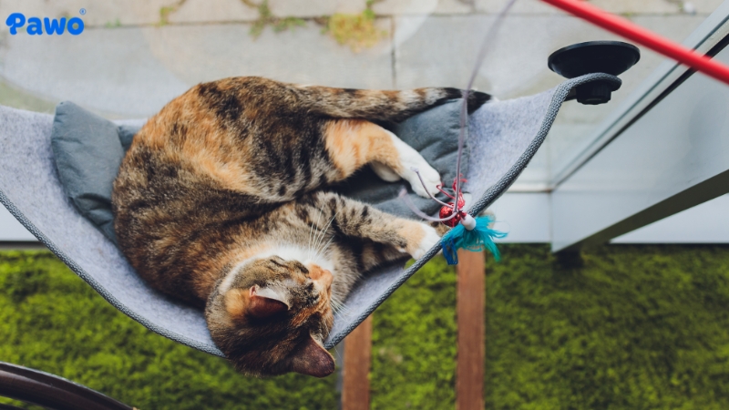 Mẹo chơi cần câu giúp mèo đốt calo hiệu quả và luôn duy trì hứng thú săn mồi.