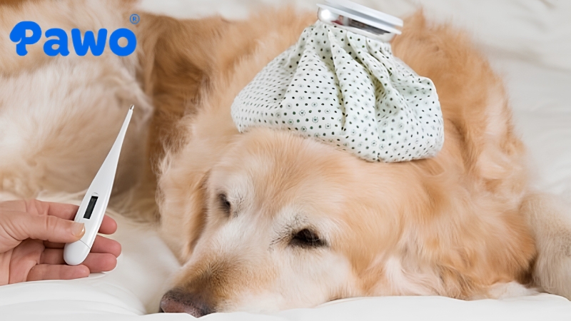 Thân nhiệt chó giảm rõ rệt khi bắt đầu chuyển dạ