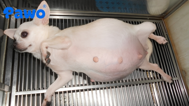 Chó mẹ sẽ thở nhanh, rên rỉ, bồn chồn và liên tục nhìn vào phần bụng của mình