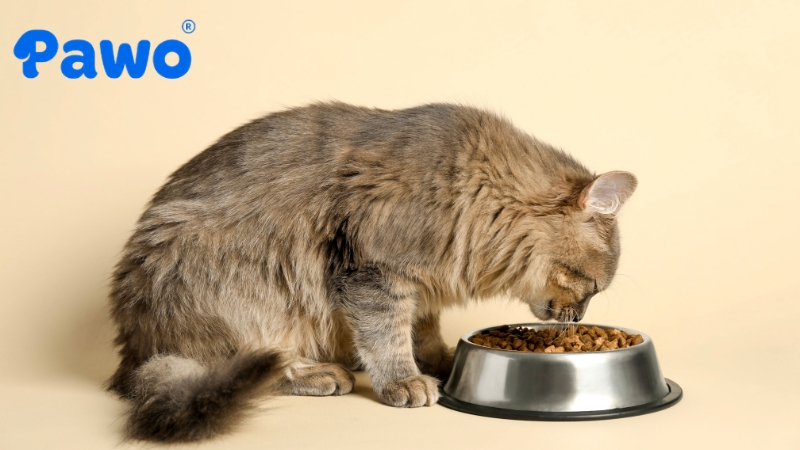 Purina Pro Plan Veterinary Diets UR Urinary là một lựa chọn uy tín từ thương hiệu nổi tiếng.