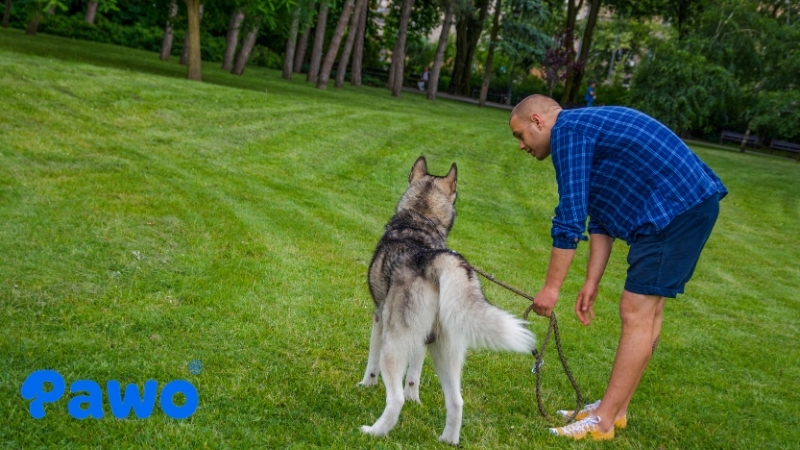 Huấn luyện chó Alaska những kỹ năng cơ bản là điều cực kì quan trọng