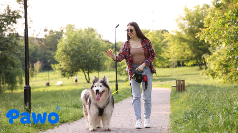 Alaska có 2 lớp lông và rụng lông rất nhiều, đặc biệt là vào 2 mùa thay lông cao điểm